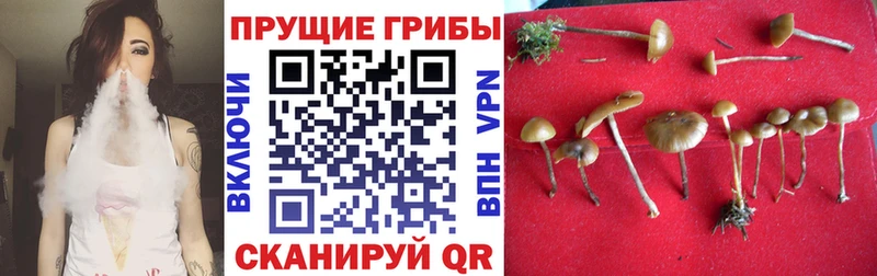 Галлюциногенные грибы Cubensis  Железногорск 